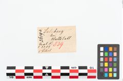 Etikett zu Bronzekahnfibel (NHMW-PRAE-026194)